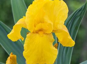 Kosatec německý 'Acapulco Gold' - Iris barbata-elatior 'Acapulco Gold'