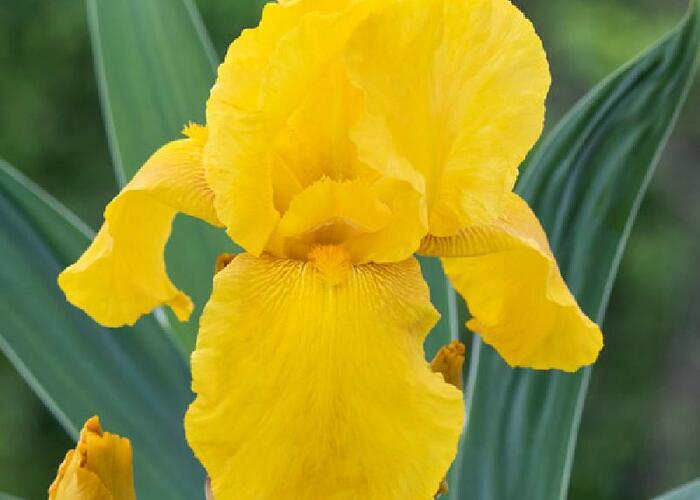 Kosatec německý 'Acapulco Gold' - Iris barbata-elatior 'Acapulco Gold'