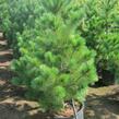 Borovice rumelská - Pinus peuce