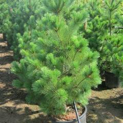Borovice rumelská - Pinus peuce