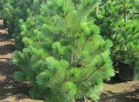 Borovice rumelská - Pinus peuce