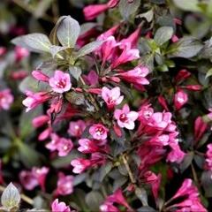 Vajgélie květnatá 'Minor Black' - Weigela florida 'Minor Black'