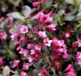 Vajgélie květnatá 'Minor Black'