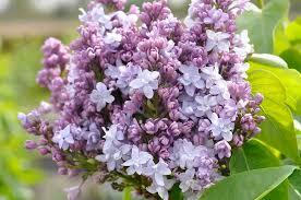 Šeřík obecný 'Nadezhda' - Syringa vulgaris 'Nadezhda'