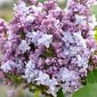 Šeřík obecný 'Nadezhda' - Syringa vulgaris 'Nadezhda'