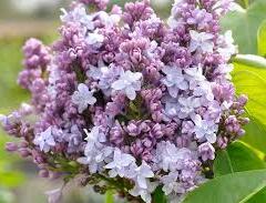 Šeřík obecný 'Nadezhda' - Syringa vulgaris 'Nadezhda'