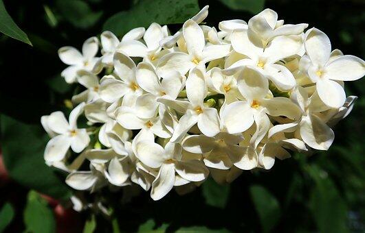 Šeřík obecný 'Madame Florent Stepman' - Syringa vulgaris 'Madame Florent Stepman'