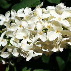 Šeřík obecný 'Madame Florent Stepman' - Syringa vulgaris 'Madame Florent Stepman'