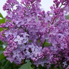 Šeřík perský - Syringa persica