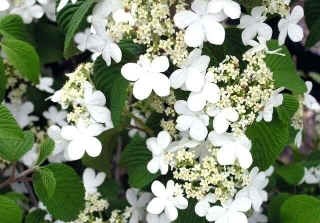 Kalina japonská 'Tomentosum' - Viburnum plicatum 'Tomentosum'