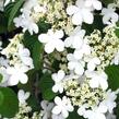 Kalina japonská 'Tomentosum' - Viburnum plicatum 'Tomentosum'