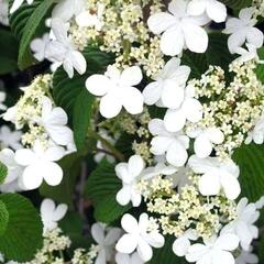 Kalina japonská 'Tomentosum' - Viburnum plicatum 'Tomentosum'