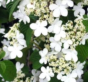 Kalina japonská 'Tomentosum' - Viburnum plicatum 'Tomentosum'