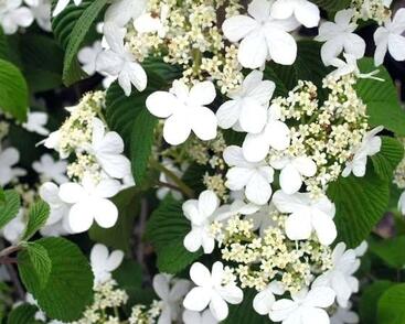 Kalina japonská 'Tomentosum'