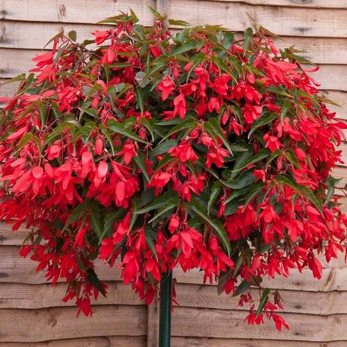 Begónie bolívijská 'Bossa Nova Red' - Begonia boliviensis 'Bossa Nova Red'