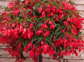 Begónie bolívijská 'Bossa Nova Red' - Begonia boliviensis 'Bossa Nova Red'
