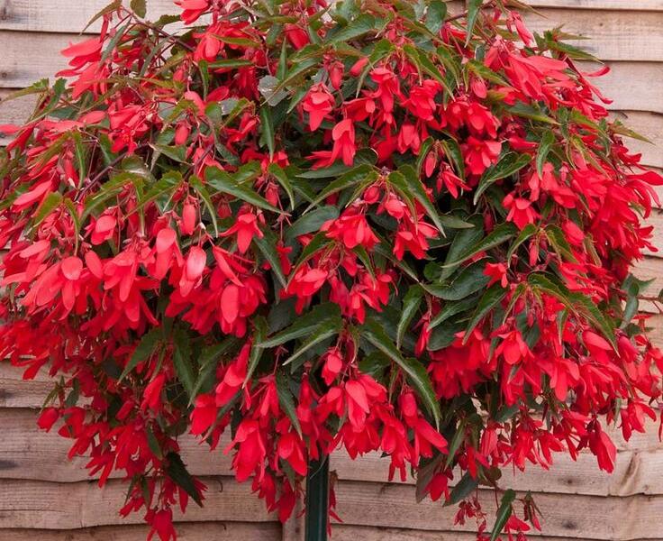 Begónie bolívijská 'Bossa Nova Red' - Begonia boliviensis 'Bossa Nova Red'
