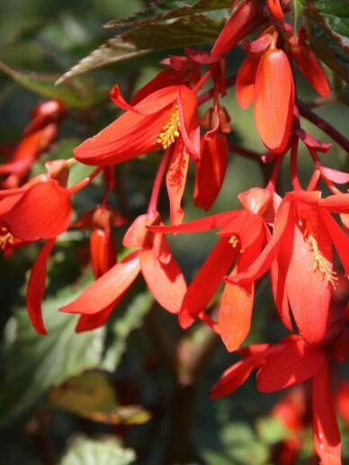 Begónie bolívijská 'Bossa Nova Red' - Begonia boliviensis 'Bossa Nova Red'
