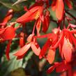 Begónie bolívijská 'Bossa Nova Red' - Begonia boliviensis 'Bossa Nova Red'