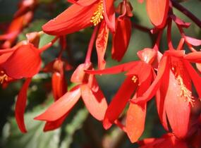 Begónie bolívijská 'Bossa Nova Red' - Begonia boliviensis 'Bossa Nova Red'