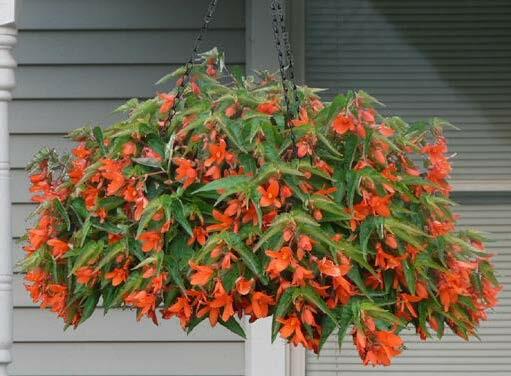 Begónie bolívijská 'Bossa Nova Orange' - Begonia boliviensis 'Bossa Nova Orange'