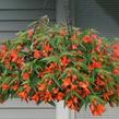 Begónie bolívijská 'Bossa Nova Orange' - Begonia boliviensis 'Bossa Nova Orange'