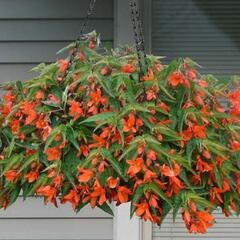 Begónie bolívijská 'Bossa Nova Orange' - Begonia boliviensis 'Bossa Nova Orange'