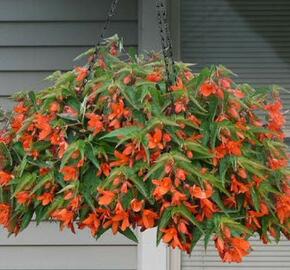 Begónie bolívijská 'Bossa Nova Orange' - Begonia boliviensis 'Bossa Nova Orange'