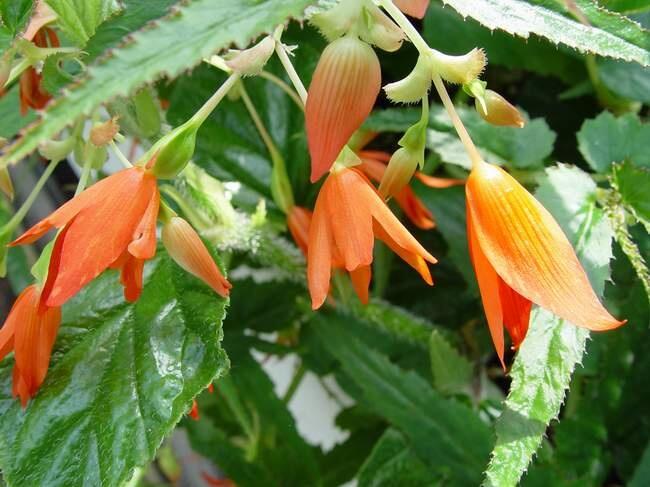 Begónie bolívijská 'Bossa Nova Orange' - Begonia boliviensis 'Bossa Nova Orange'
