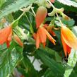 Begónie bolívijská 'Bossa Nova Orange' - Begonia boliviensis 'Bossa Nova Orange'