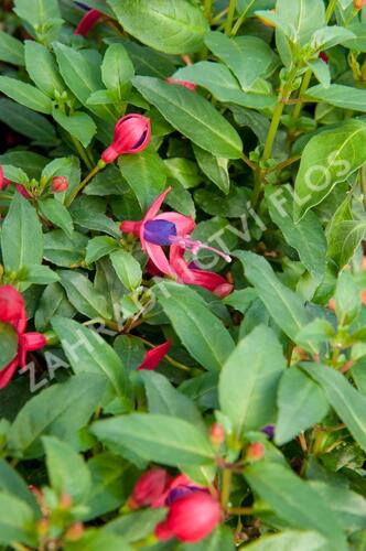 Fuchsie, čílko 'Fuchsita Red Blue' - Fuchsia hybrida 'Fuchsita Red Blue'