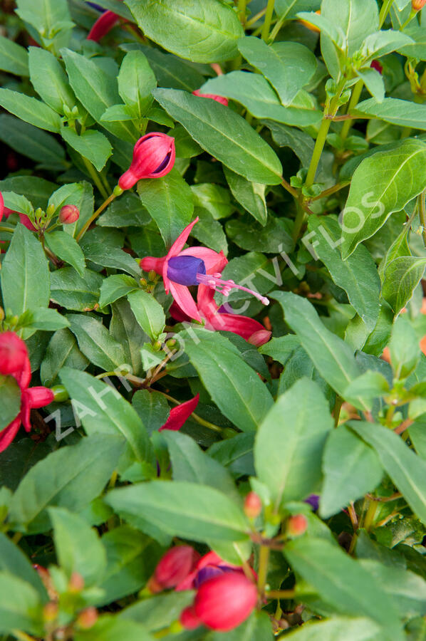 Fuchsie, čílko 'Fuchsita Red Blue' - Fuchsia hybrida 'Fuchsita Red Blue'