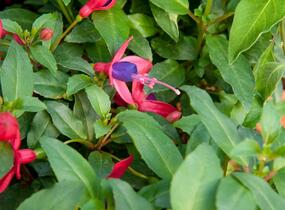Fuchsie, čílko 'Fuchsita Red Blue' - Fuchsia hybrida 'Fuchsita Red Blue'
