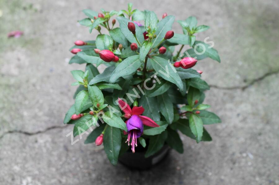 Fuchsie, čílko 'Fuchsita Red Blue' - Fuchsia hybrida 'Fuchsita Red Blue'