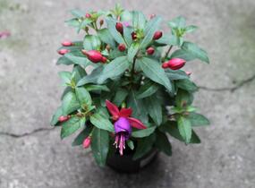 Fuchsie, čílko 'Fuchsita Red Blue' - Fuchsia hybrida 'Fuchsita Red Blue'