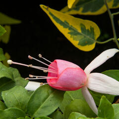 Fuchsie, čílko 'Pink Panther' - Fuchsia hybrida 'Pink Panther'