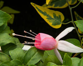 Fuchsie, čílko 'Pink Panther'