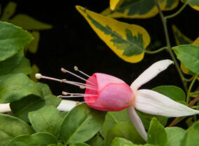 Fuchsie, čílko 'Pink Panther' - Fuchsia hybrida 'Pink Panther'