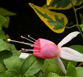 Fuchsie, čílko 'Pink Panther' - Fuchsia hybrida 'Pink Panther'