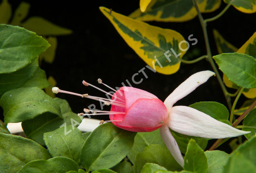 Fuchsie, čílko 'Pink Panther' - Fuchsia hybrida 'Pink Panther'