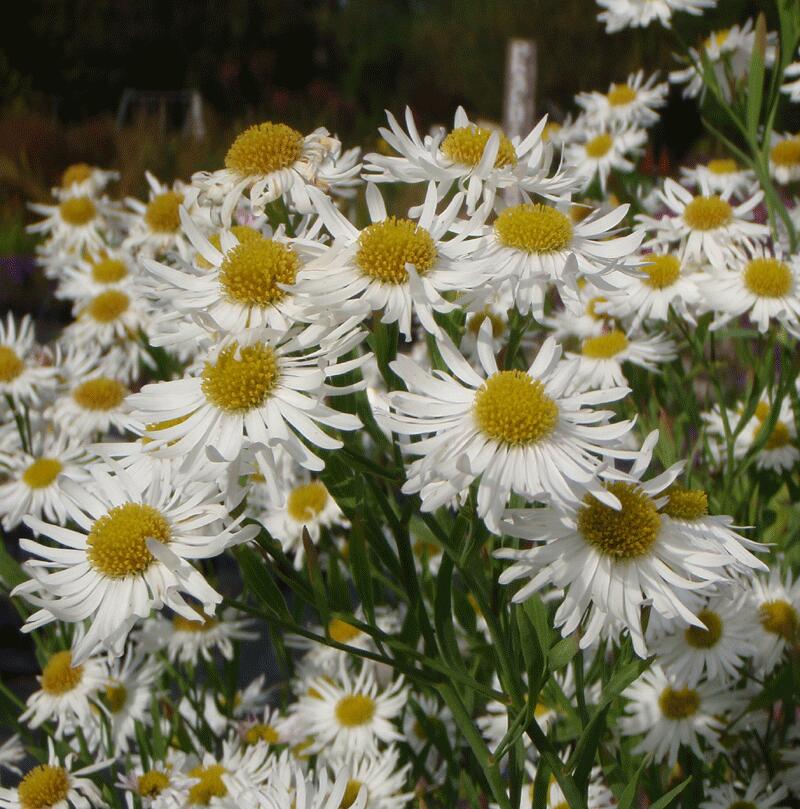 Boltonie, hvězdnice 'Snowbank' - Boltonia asteroides 'Snowbank'