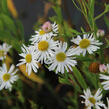 Boltonie, hvězdnice 'Snowbank' - Boltonia asteroides 'Snowbank'