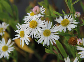 Boltonie, hvězdnice 'Snowbank' - Boltonia asteroides 'Snowbank'