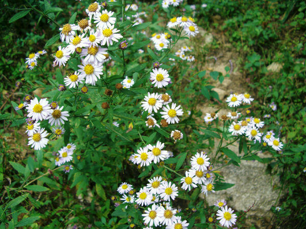 Boltonie, hvězdnice 'Snowbank' - Boltonia asteroides 'Snowbank'