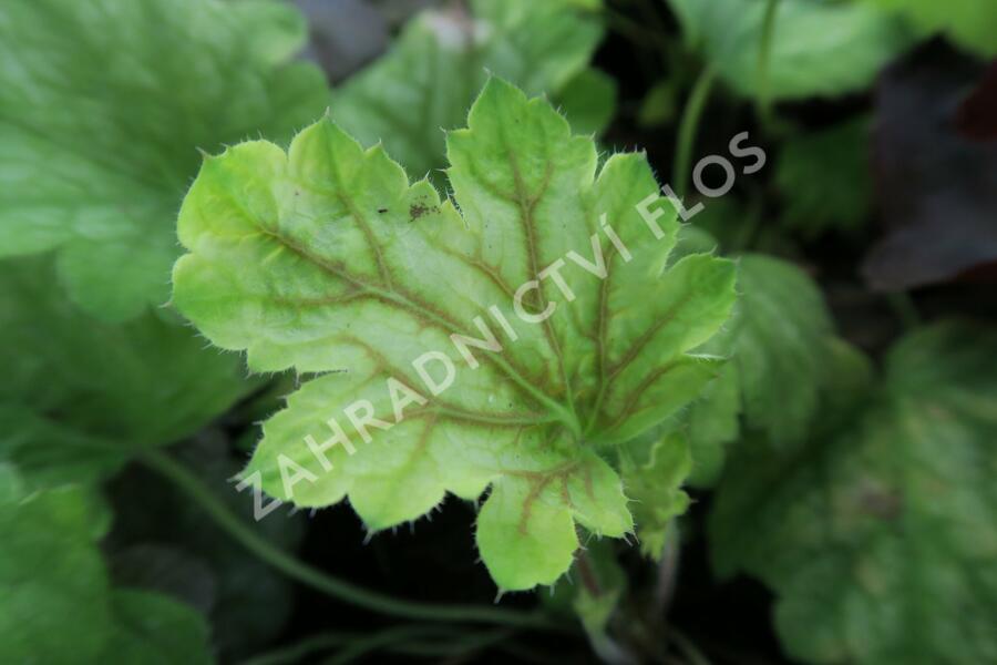 Dlužicha 'Painter Da Vinci' - Heuchera hybrida 'Painter Da Vinci'