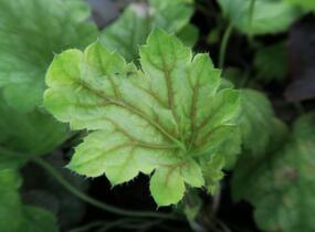 Dlužicha 'Painter Da Vinci' - Heuchera hybrida 'Painter Da Vinci'
