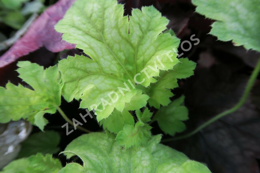 Dlužicha 'Painter Da Vinci' - Heuchera hybrida 'Painter Da Vinci'