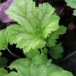 Dlužicha 'Painter Da Vinci' - Heuchera hybrida 'Painter Da Vinci'