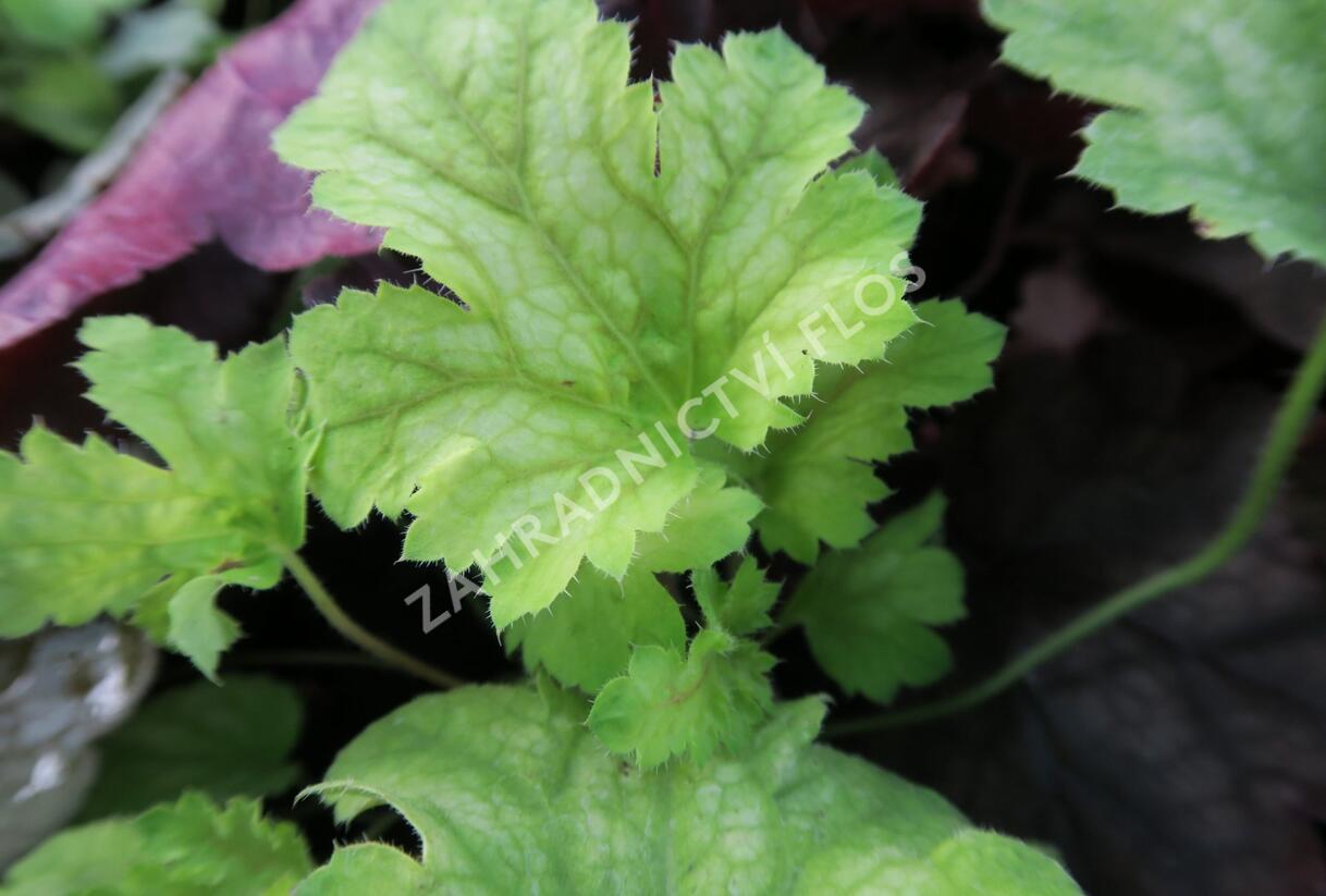 Dlužicha 'Painter Da Vinci' - Heuchera hybrida 'Painter Da Vinci'