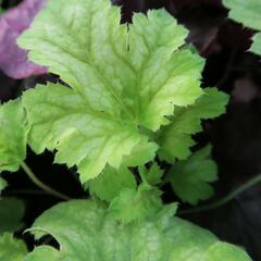 Dlužicha 'Painter Da Vinci' - Heuchera hybrida 'Painter Da Vinci'